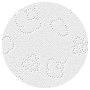 Anteprima goffratura